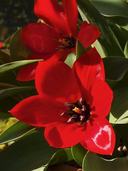 Tulipe fosteriana 'Princeps'