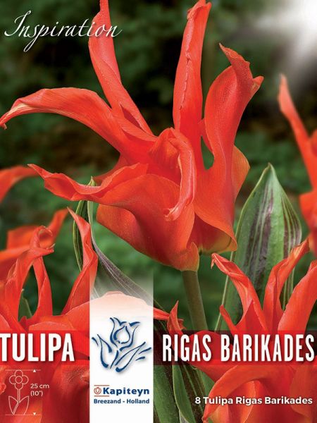 Tulipe fosteriana 'Rigas Barikades'