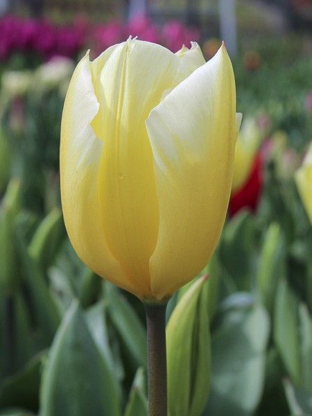 Tulipe fosteriana 'Sweetheart'