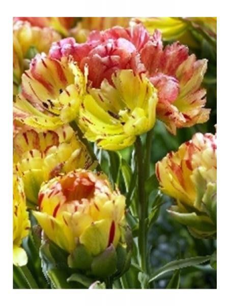 Tulipe 'Fruit Cocktail'