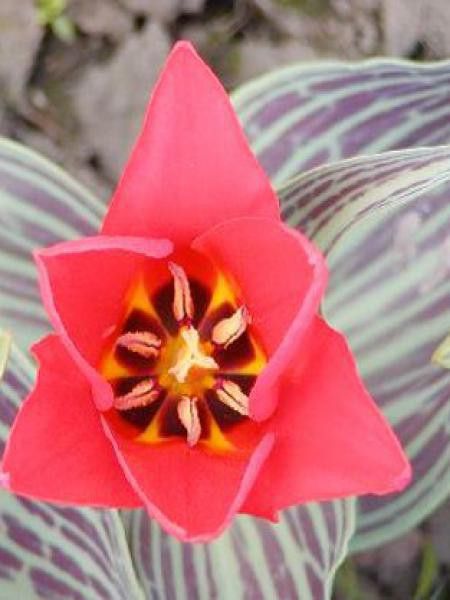 Tulipe greigii 'Ali Baba'