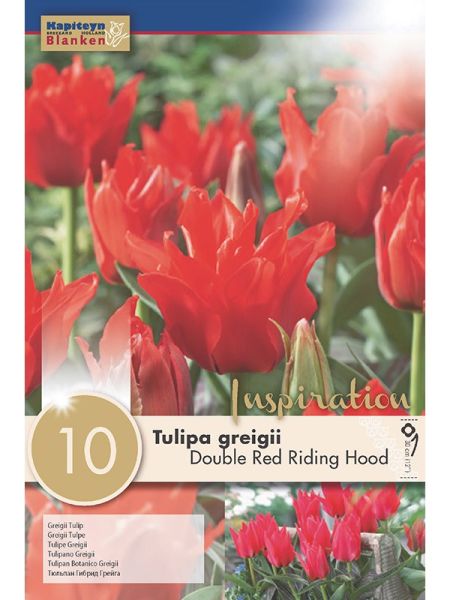 Tulipe greigii double 'Red Riding Hood'