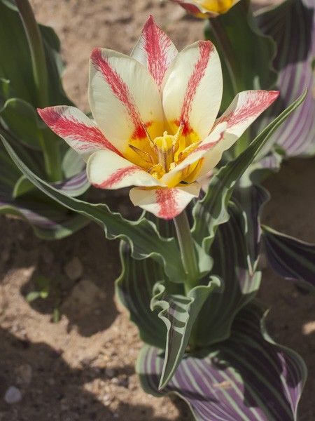Tulipe greigii 'Plaisir'