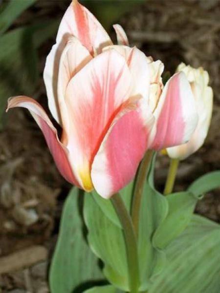 Tulipe greigii 'Quebec'