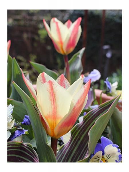 Tulipe greigii 'St George'