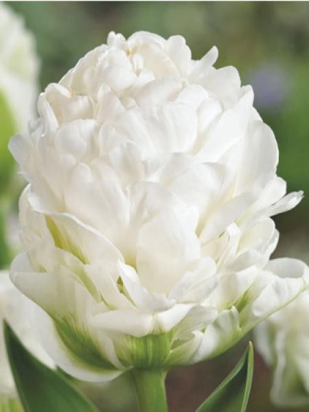 Tulipe 'Harborlight'