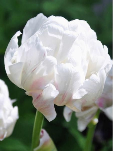 Tulipe 'Ice Wonder'