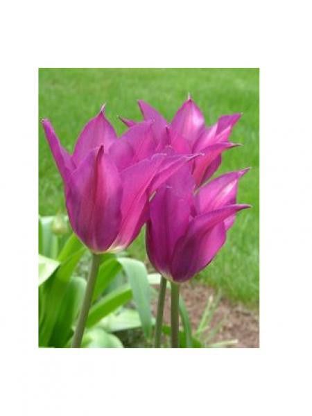 Tulipe 'Jazz'