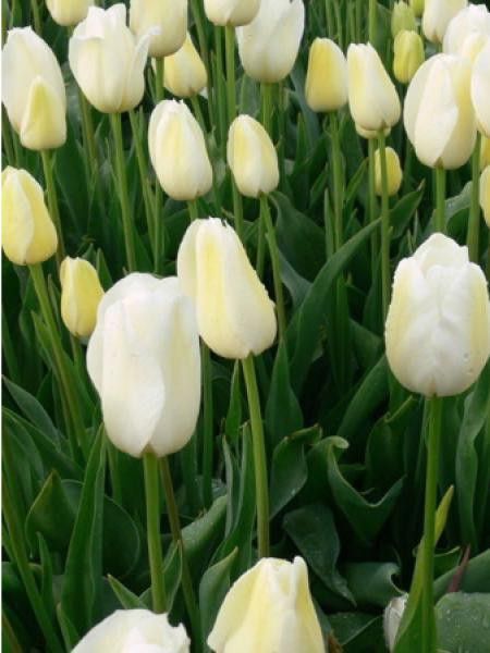 Tulipe 'Jumbo - City of Vancouver'