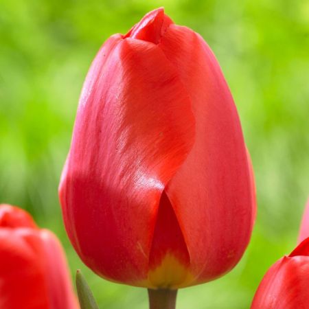 Tulipe 'Jumbo - Red Impression'