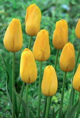Tulipe 'Jumbo - Sancerre'