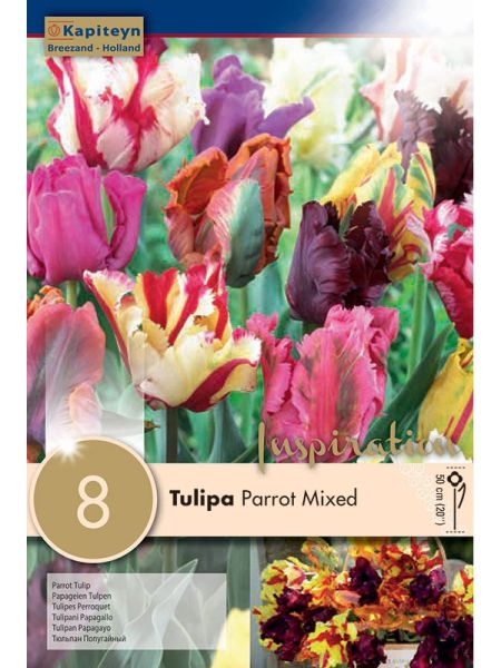 Tulipe 'Mixed Colours'