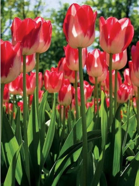 Tulipe 'Moulin Rouge'