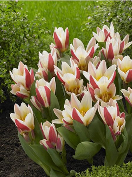 Tulipe nénuphar 'Floresta'