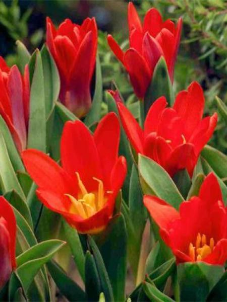 Tulipe nénuphar 'Scarlet Baby'