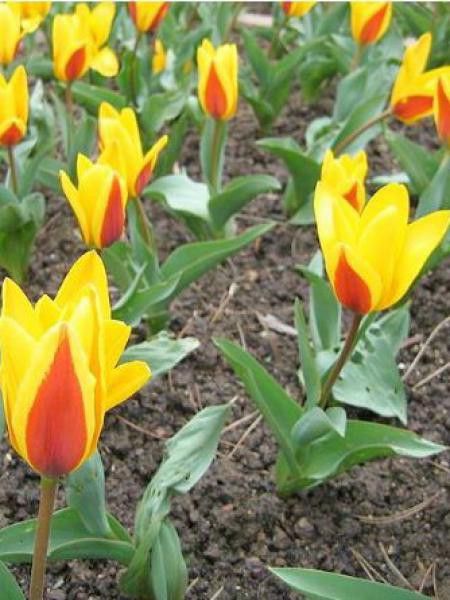 Tulipe nénuphar 'Verdi'