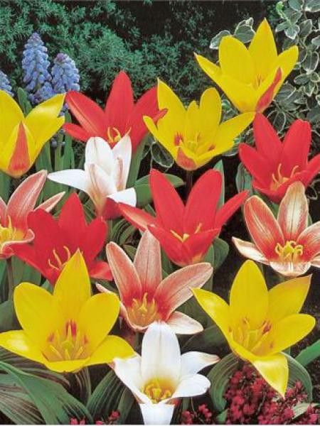 Tulipe 'Peacock' en mélange