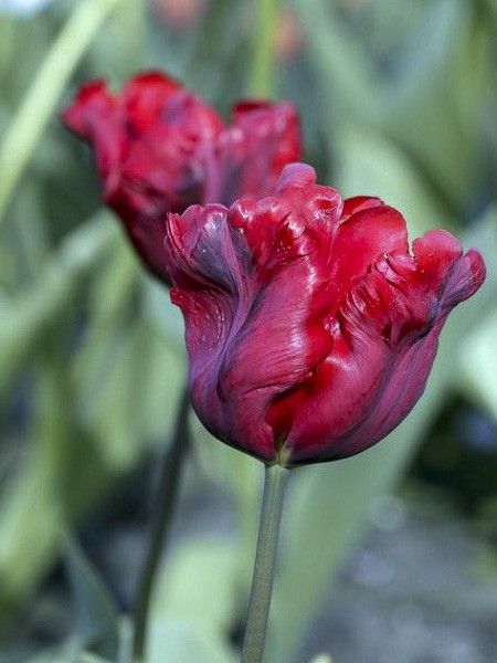 Tulipe perroquet 'Bastogne Parrot'