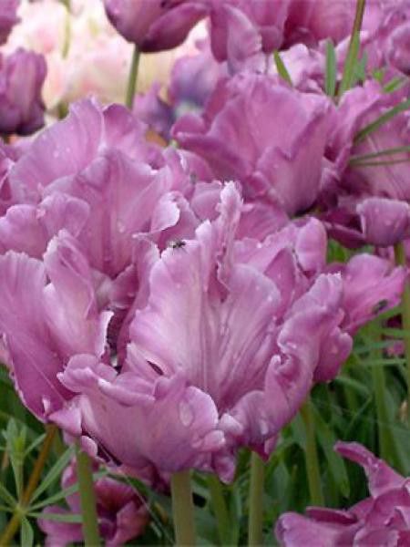 Tulipe perroquet 'Blue Parrot'