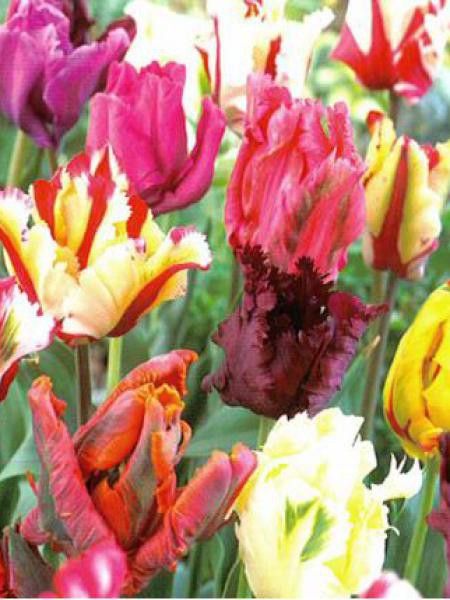 Tulipe perroquet en mélange