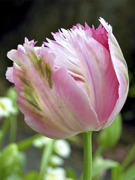 Tulipe perroquet 'Fantasy'