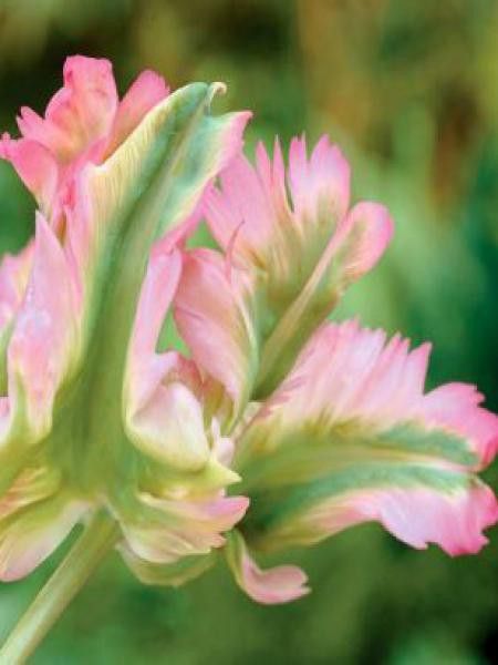 Tulipe perroquet 'Green Wave'