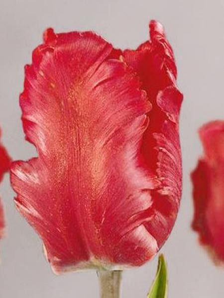 Tulipe perroquet 'Parrot Red'