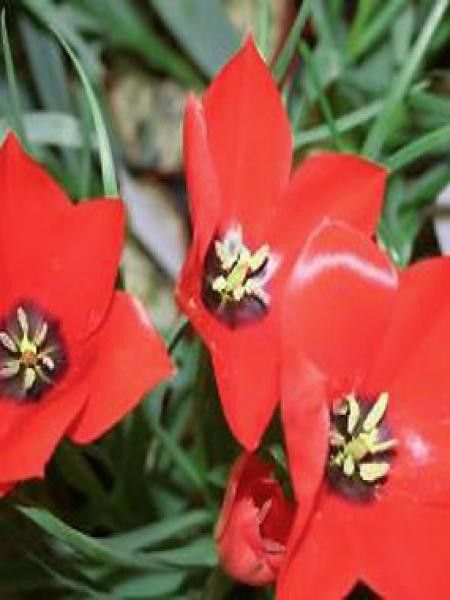 Tulipe pluriflore 'Bloemenlust'