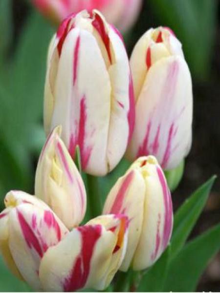 Tulipe pluriflore 'Candy Club'