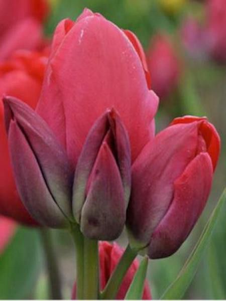 Tulipe pluriflore 'Cherry Bouquet'
