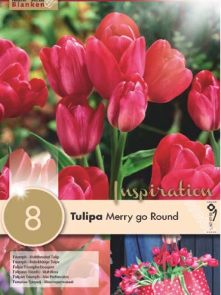 Tulipe pluriflore 'Merry Go Round'