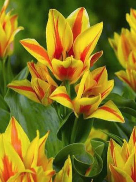 Tulipe pluriflore 'Winnipeg'®