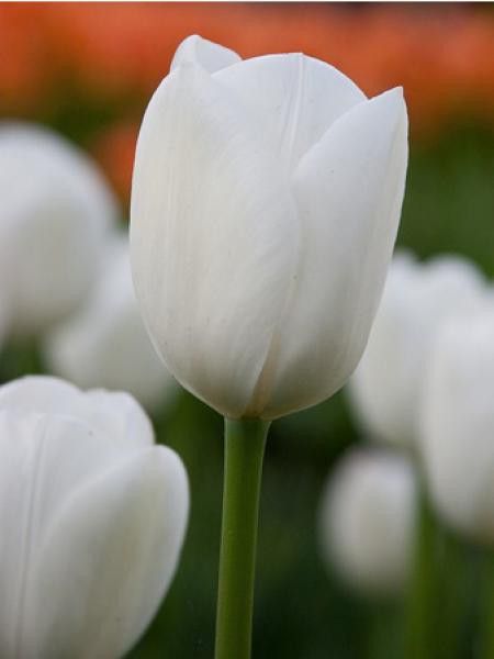 Tulipe 'Royal Virgin'