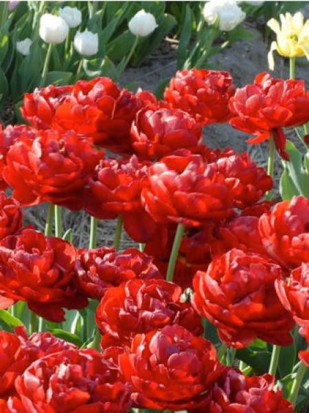 Tulipe 'Salcido'