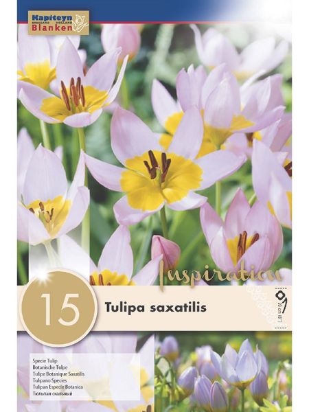 Tulipe botanique 'Saxatilis'