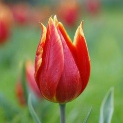 Tulipe 'Scharlakenrood'