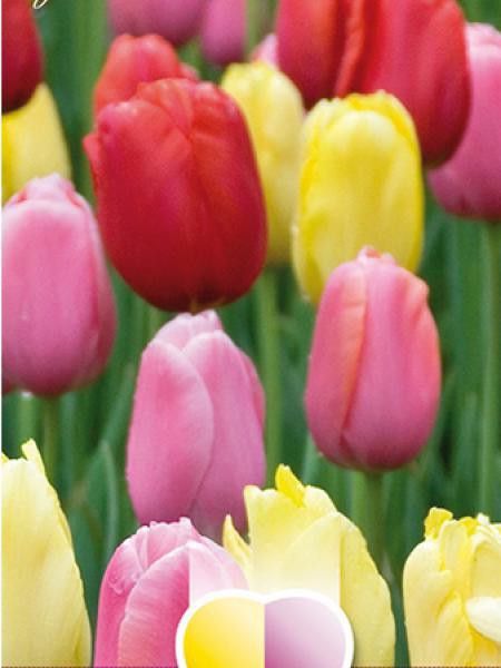 Tulipe simple hâtive en mélange pastel
