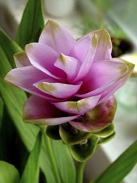 Tulipe thaïlandaise