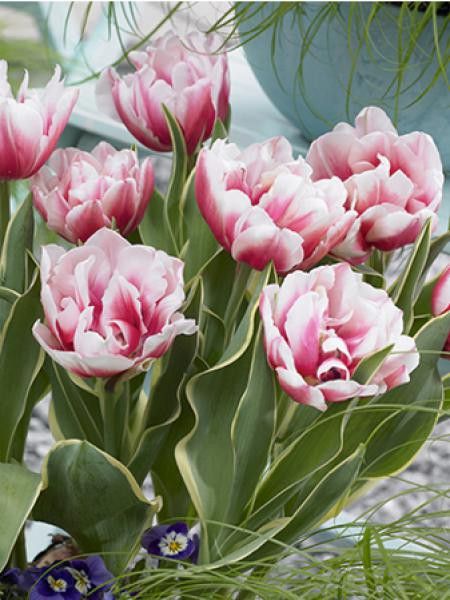 Tulipe 'Top Lips'