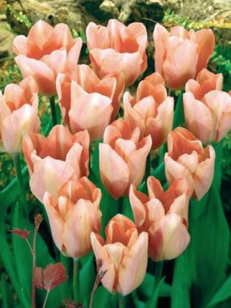 Tulipe triomphe 'Apricot Perfection'