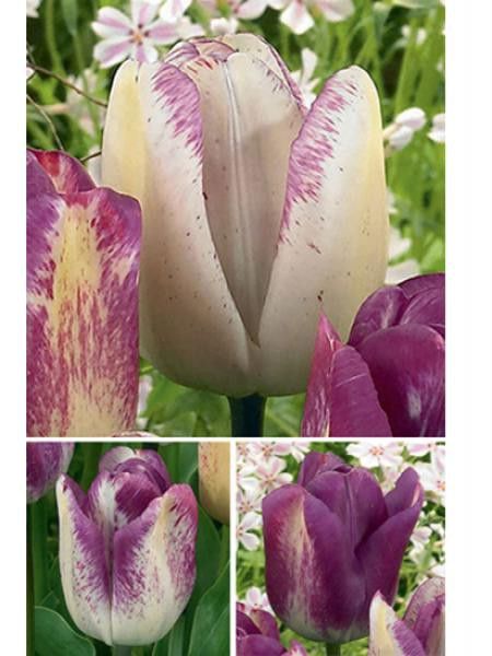 Tulipe triomphe 'Chamaleon Shirley Dream'