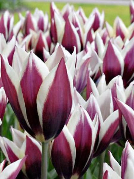 Tulipe triomphe 'Chansonnette'