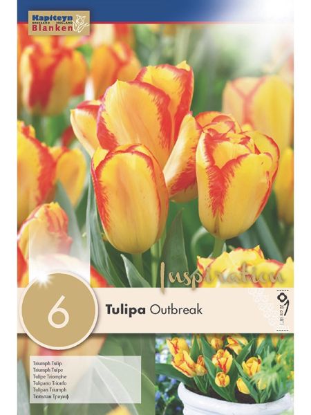 Tulipe triomphe 'Outbreak'