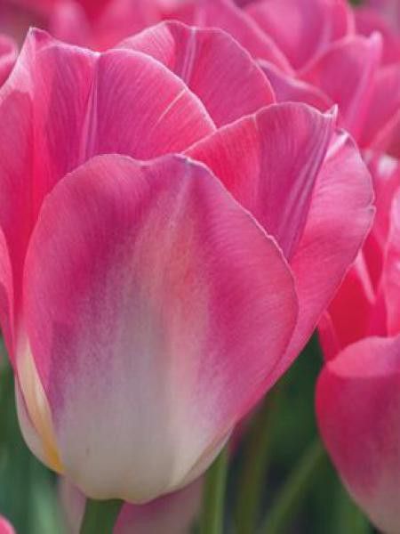 Tulipe triomphe 'Dynasty