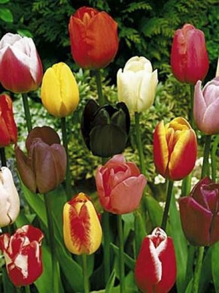 Tulipe triomphe en mélange