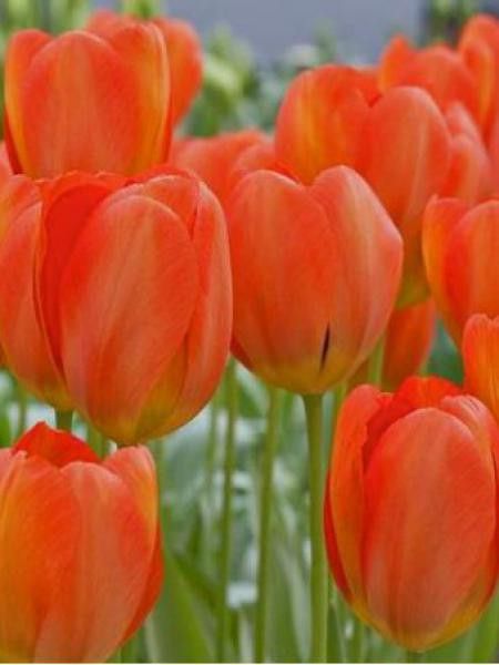Tulipe triomphe 'Jimmy'