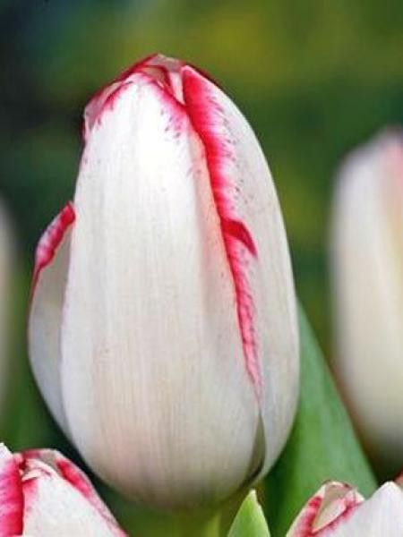 Tulipe triomphe 'Playgirl'