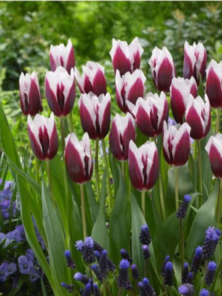 Tulipe triomphe 'Spitsbergen'