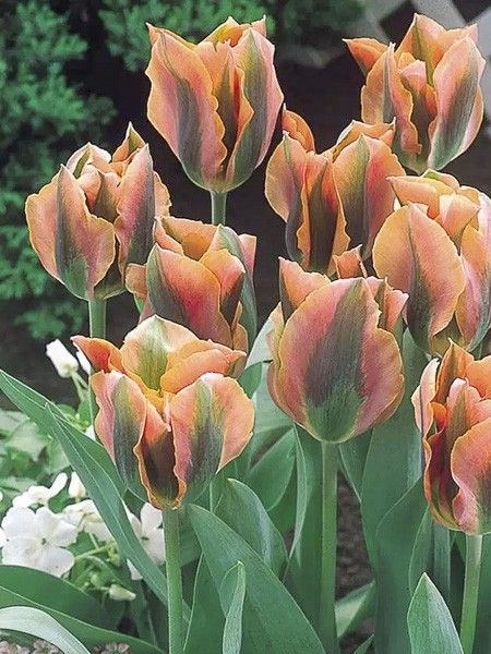 Tulipe viridiflora 'Artist'