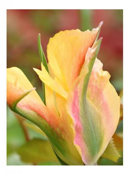 Tulipe viridiflora 'Golden Artist'